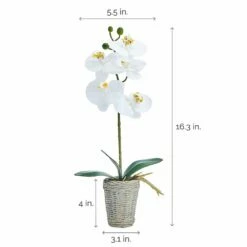 Outlet 😉 Mikasa® 16 Inch Faux Orchid in Basket Pot, White and Yellow 🔔 9 Outlet 😉 Mikasa® 16 Inch Faux Orchid in Basket Pot, White and Yellow 🔔 -Mikasa Sales 2023 16 inch faux orchid in basket pot white and yellow 5291152 4