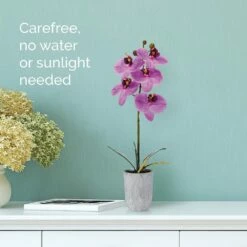 Deals 🔔 Mikasa® 16 Inch Faux Orchid in Pot, Fuchsia 🧨 8 Deals 🔔 Mikasa® 16 Inch Faux Orchid in Pot, Fuchsia 🧨 -Mikasa Sales 2023 16 inch faux orchid in pot fuchsia 5291154 3