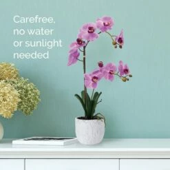 Best deal 🥰 Mikasa® 22 Inch Faux Orchid in White Leaf Pot, Fuchsia ⌛ 8 Best deal 🥰 Mikasa® 22 Inch Faux Orchid in White Leaf Pot, Fuchsia ⌛ -Mikasa Sales 2023 22 inch faux orchid in white leaf pot fuchsia 5291141 3